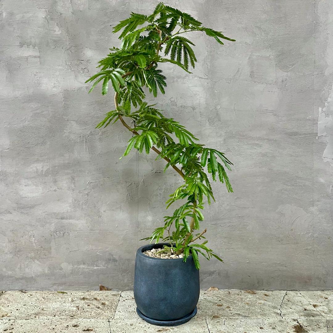 美形 大型 エバーフレッシュ S字仕立て バルーン陶器鉢 植え込み発送