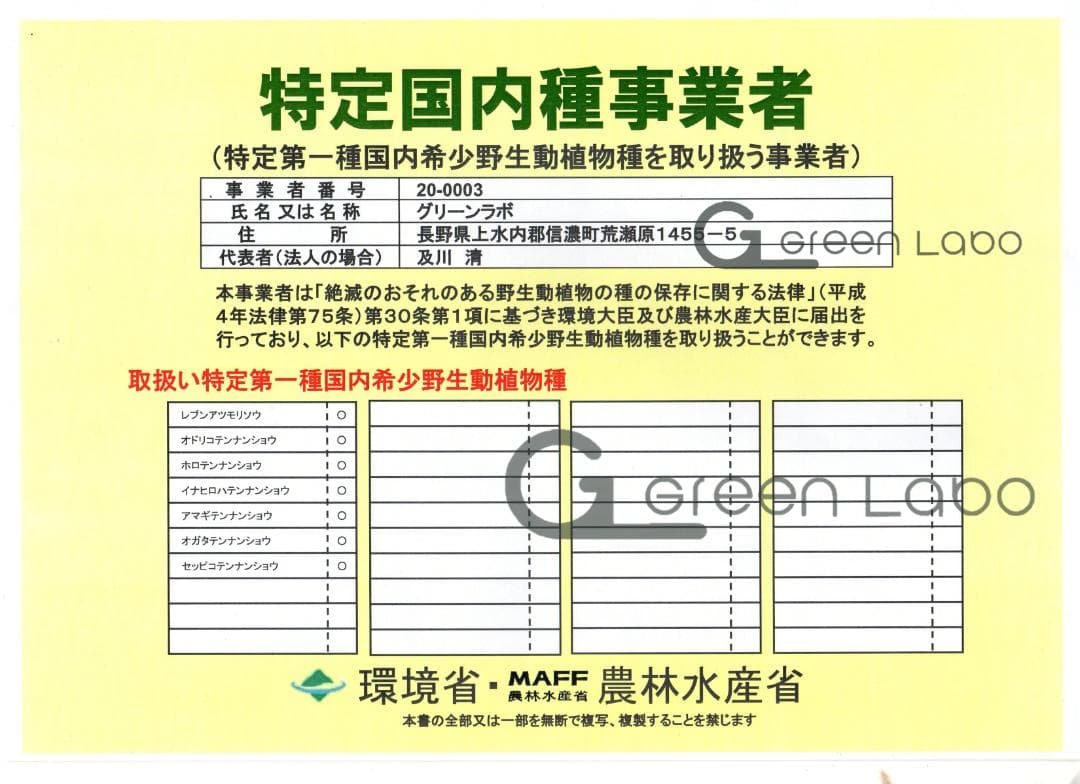 masao　イナヒロハテンナンショウ、セッピコテンナンショウ　セット