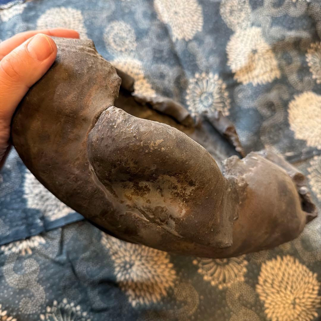 細川政己　植木鉢　異形 Commiphora saxicola - 細川政己#commiphora #commiphorasaxicola #y鉢