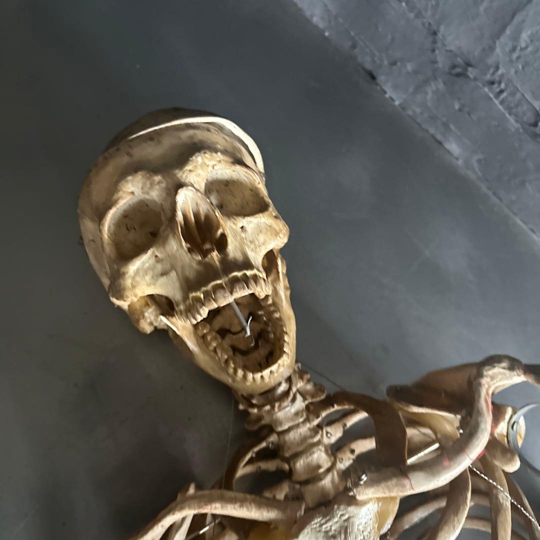 お値下げ‼️人骨模型ジャンク難ありハロウィンディスプレイハロウィン衣装に❗️
