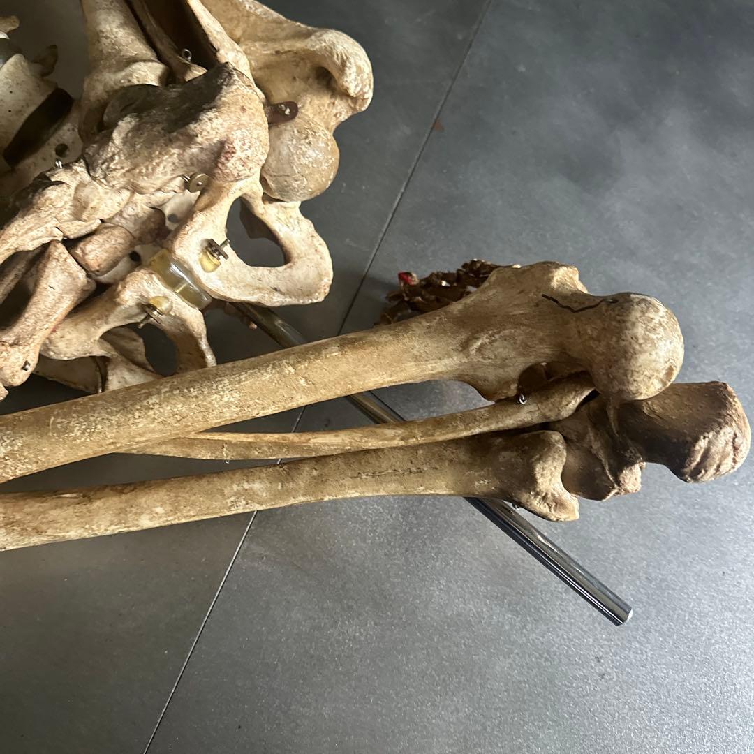 お値下げ‼️人骨模型ジャンク難ありハロウィンディスプレイハロウィン衣装に❗️