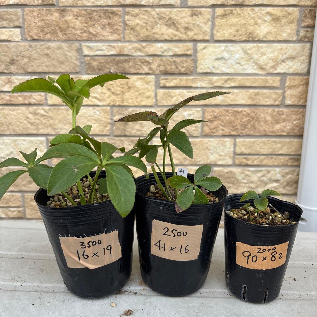 限定価格 クリスマスローズ交配苗 大和園 クリスマスローズ パステ