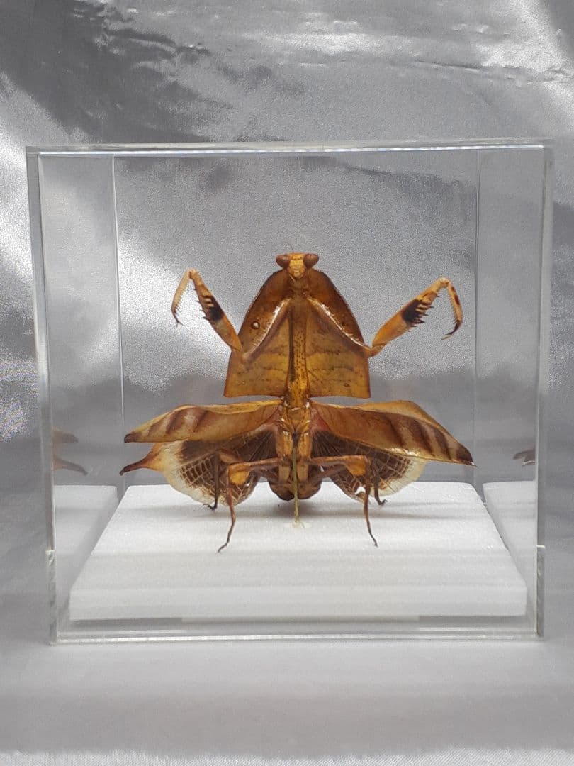 マルムネカレハカマキリ雌 立体標本 - メルカリ