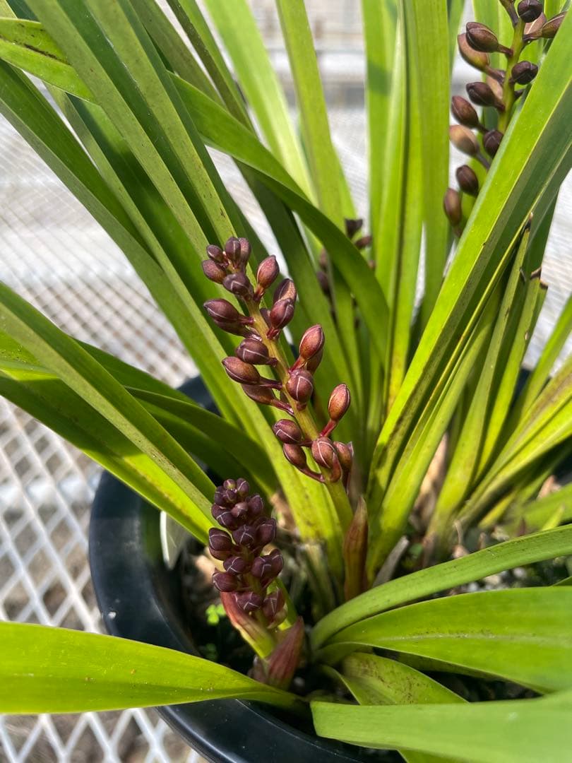 R8年キンリョウヘン花芽4本#14 - メルカリ