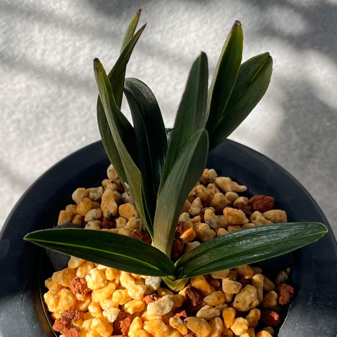 韓国春蘭 『羅紗チャボ』3本立 日本春蘭 春蘭 寒蘭 東洋蘭 山野草 多肉植物