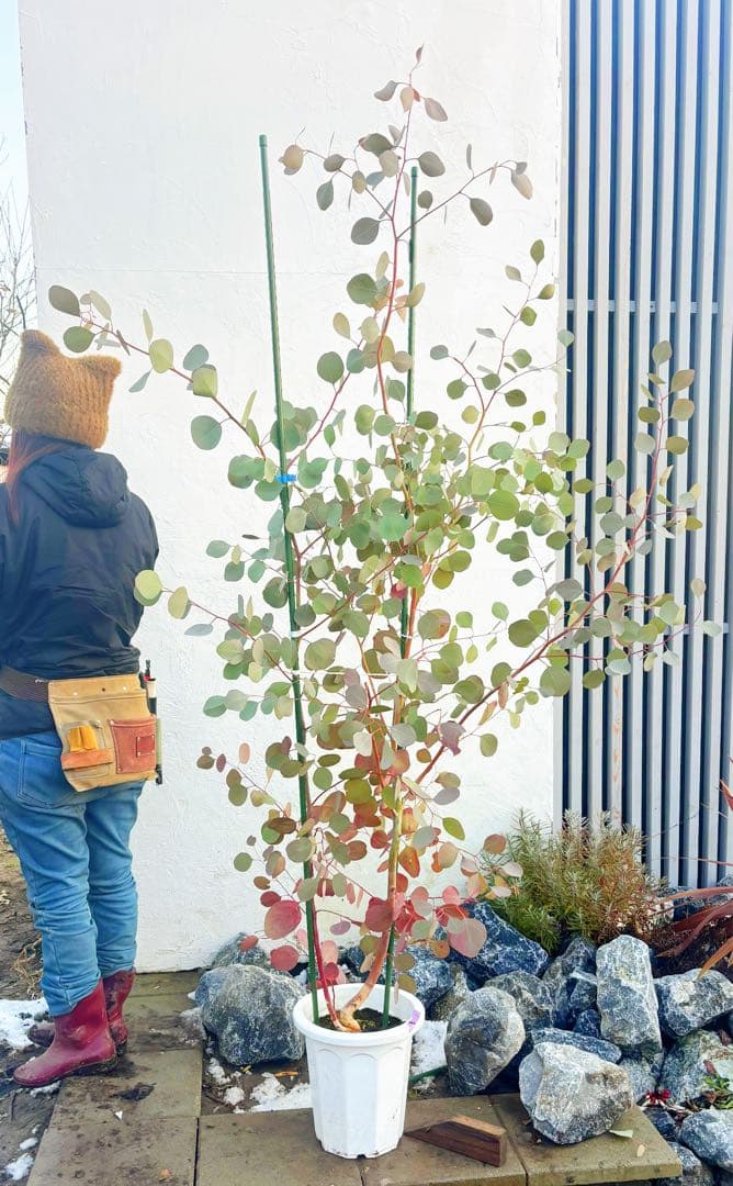 へらーりおまとめリクエスト。幹太ユーカリポポラス2.0M(鉢底から)品番B