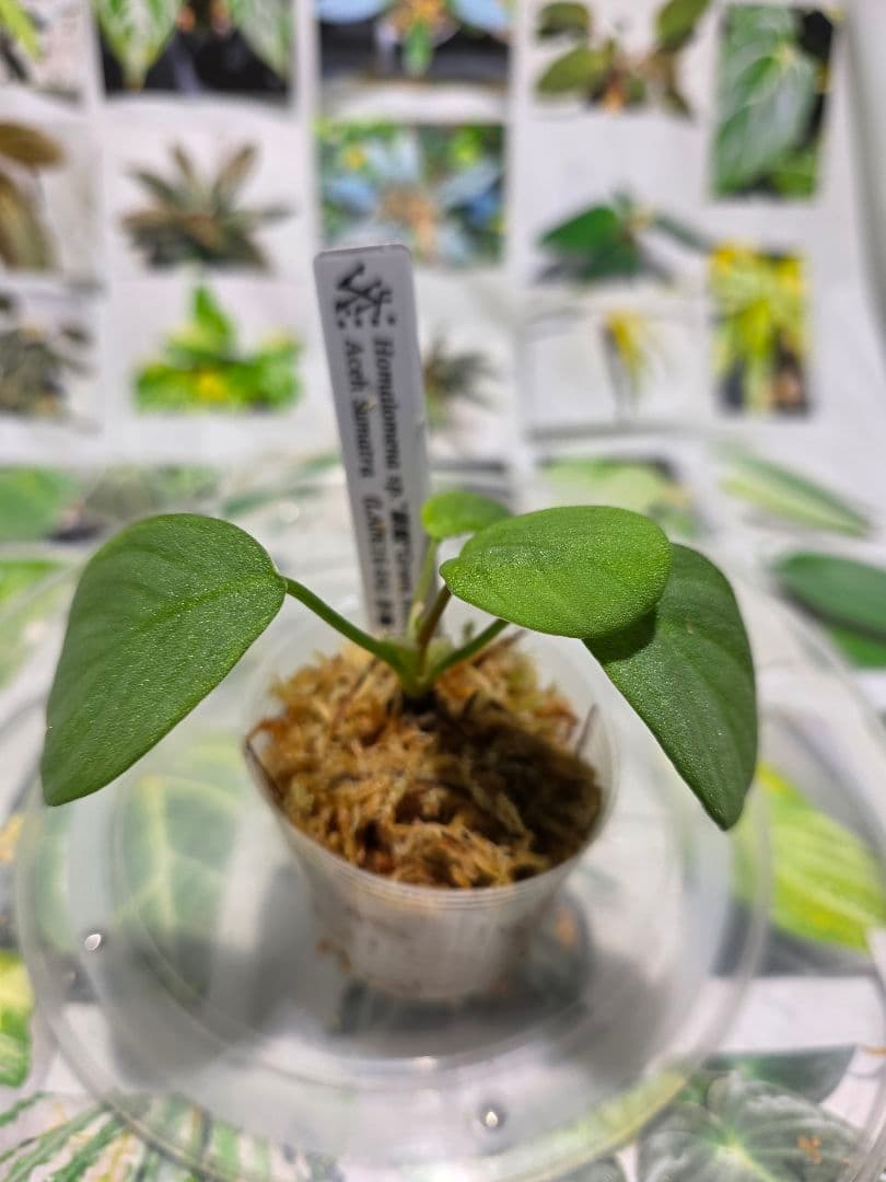 熱帯植物 LA便 ホマロメナsp.