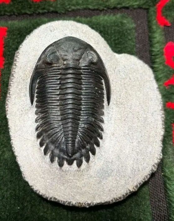三葉虫モロッコ①ホラドプスhollardops Burtandmimiae - メルカリ