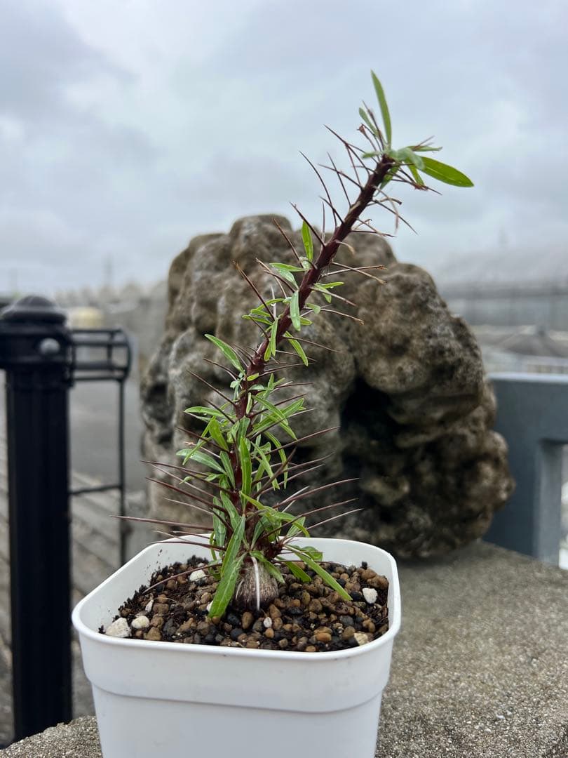 フォークイエリア　プルプシー　沖縄　実生株 フォークイエリア プルプシー | mana's farm:塊根植物・アガベ・ドライ