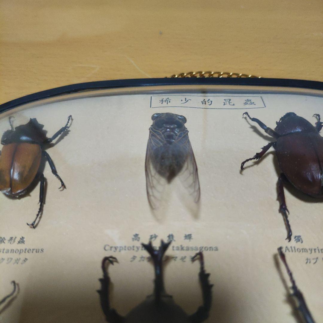 昆虫標本 カブトムシ セミ クワガタ タマムシ 甲虫セット - メルカリ