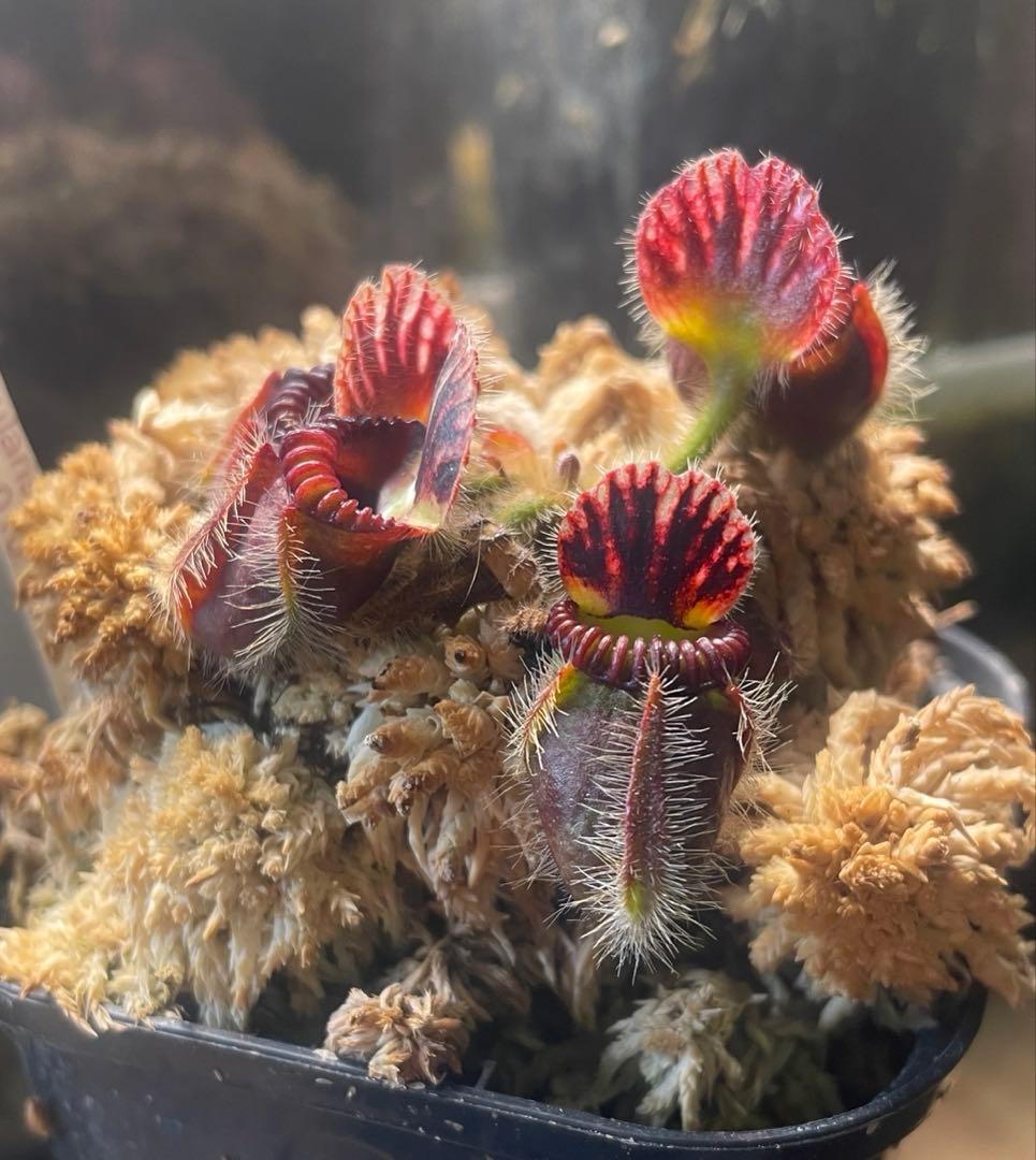 セファロタス・フォリキュラリス　「エデンブラック」CZP 株分け苗 Amazon.co.jp: Cephalotus follicularis Eden Black Cedric