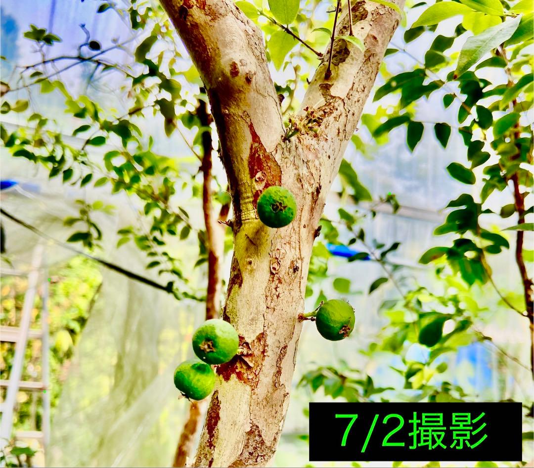 青木 禎斉様用　正月特価1万値下❗️耐寒ジャボチカバ　小葉ミウーダ大株　希少