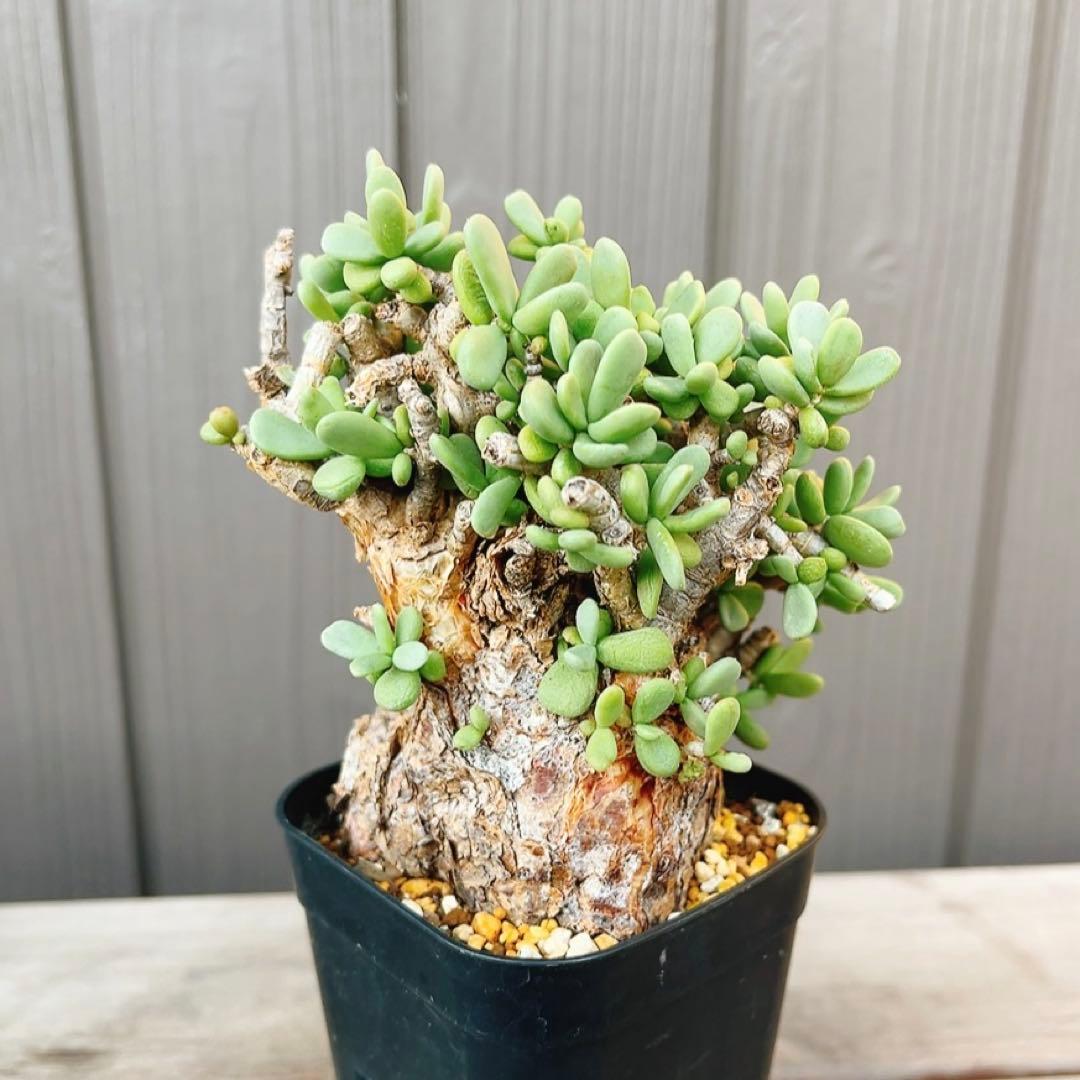 《期間限定販売❗️》『ケラリア　ピグマエア』　極美株　現地球　発根済 ポット発送