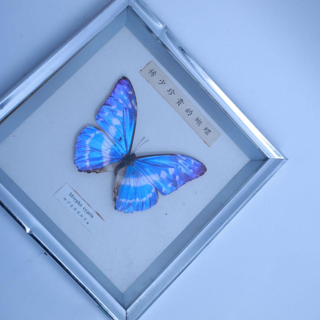 キプリスモルフォ 標本 額入り 稀少珍奇的胡蝶 - メルカリ