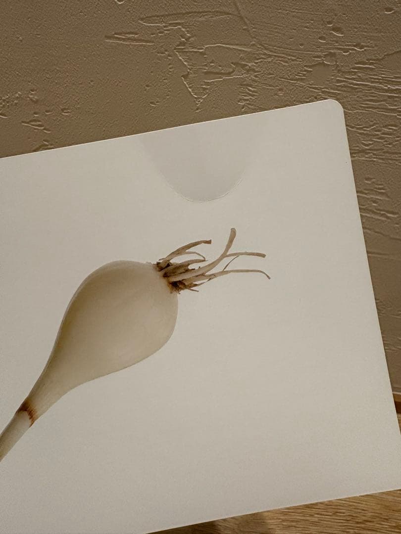 かな絵ちゃん A