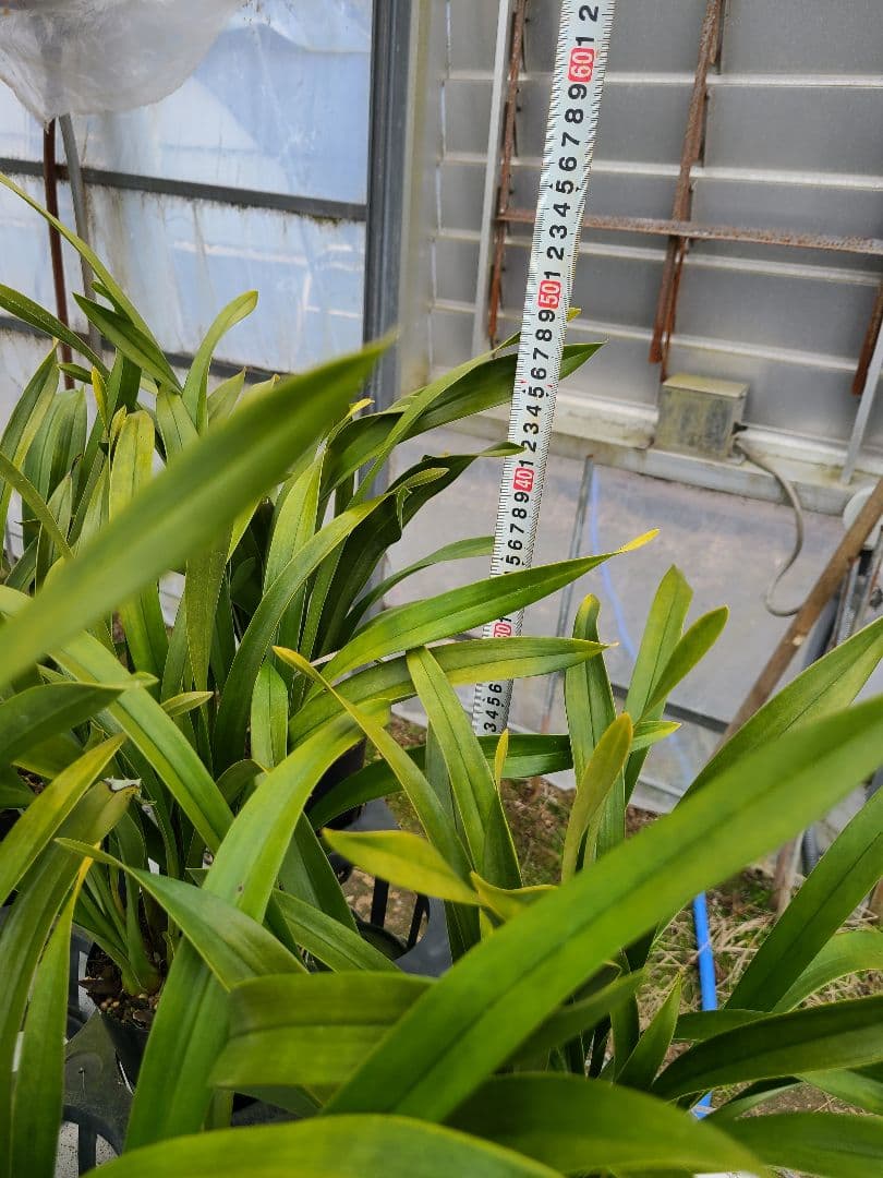 ミスマフェット。花芽3個。5鉢セット。蜜蜂誘引蘭。日本蜜蜂 - メルカリ