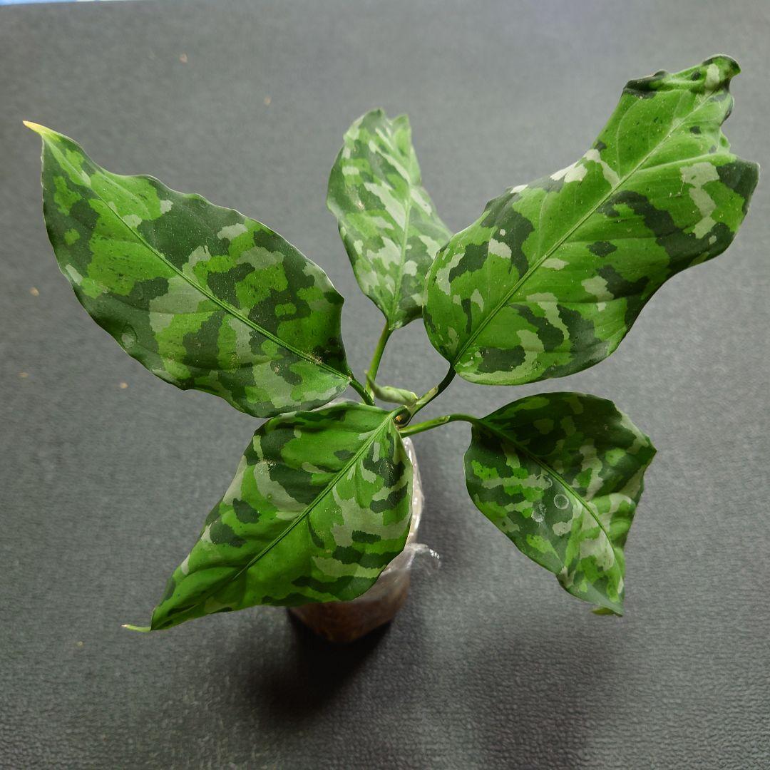 22 アグラオネマ ピクタム トリカラー アンダマン ポートブレア便 北部