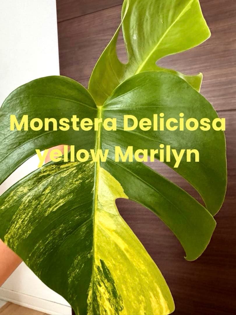 マ*ん様 【超希少】モンステラ デリシオーサ イエローマリリン トップ