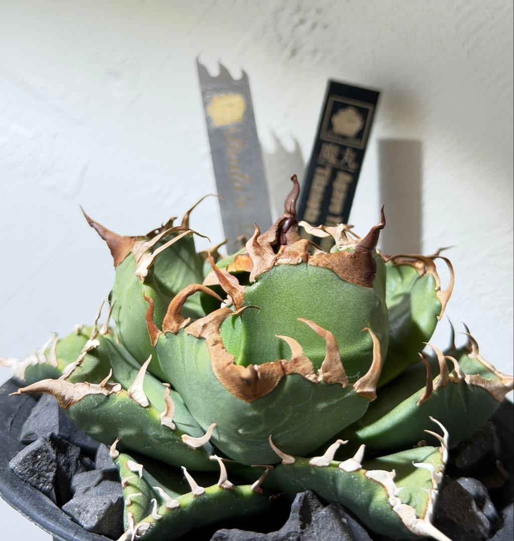 ⭐︎1号鉢 人気のアガベ チタノタ 魔丸⭐︎ - メルカリ