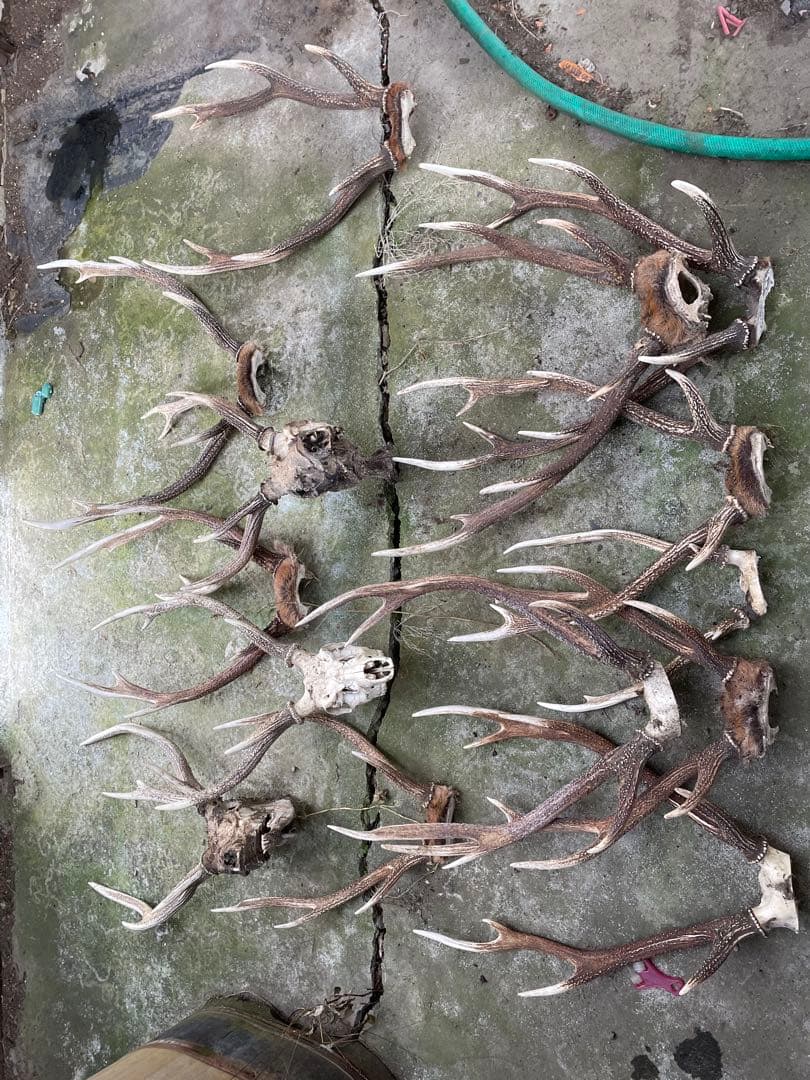 鹿の角 房総ジビエクラフト】工芸・壁飾り用天然素材『日本鹿の角 一対』大