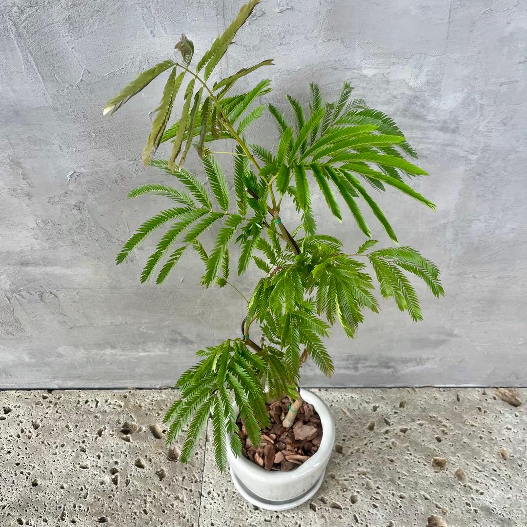 エバーフレッシュ 曲がり 天然苔 盆栽仕立て 陶器鉢 植え込み発送