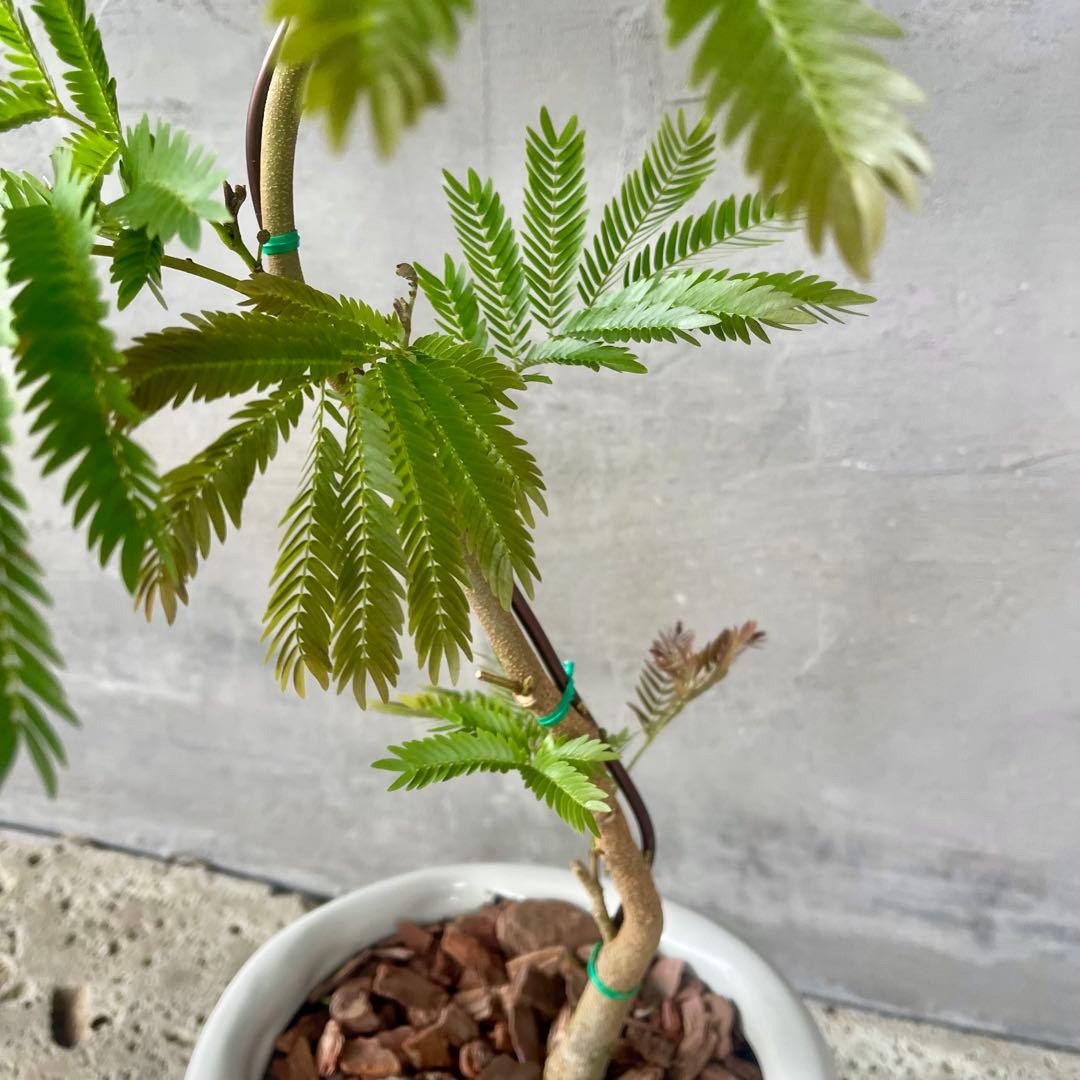 エバーフレッシュ 曲がり 天然苔 盆栽仕立て 陶器鉢 植え込み発送