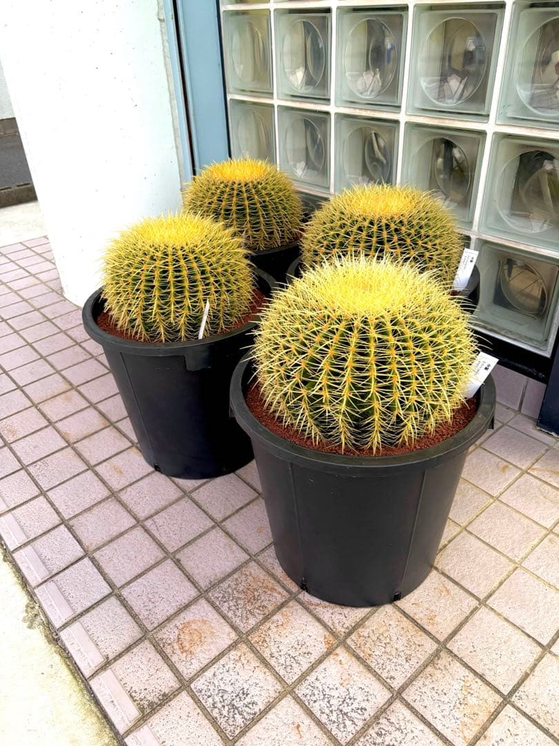 厳選　特特大　金鯱サボテン　キンシャチ　12号サイズ サボテン 金鯱 12号 特特大サイズ ロックガーデン 観葉植物 アガベ