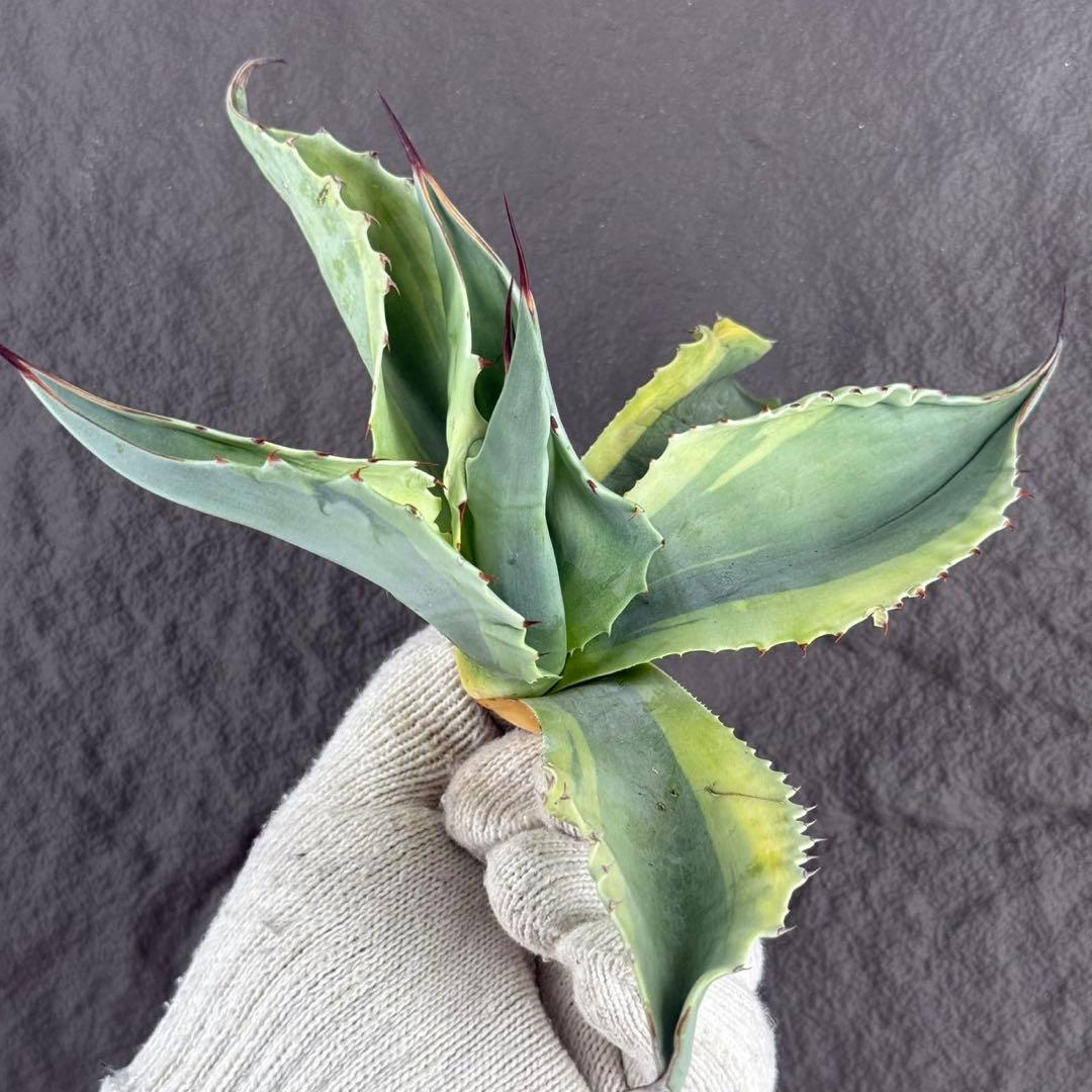 が*ぅ様 【アガベ オバティフォリア“オルカ”】地植え/-18℃まで/極上　L2