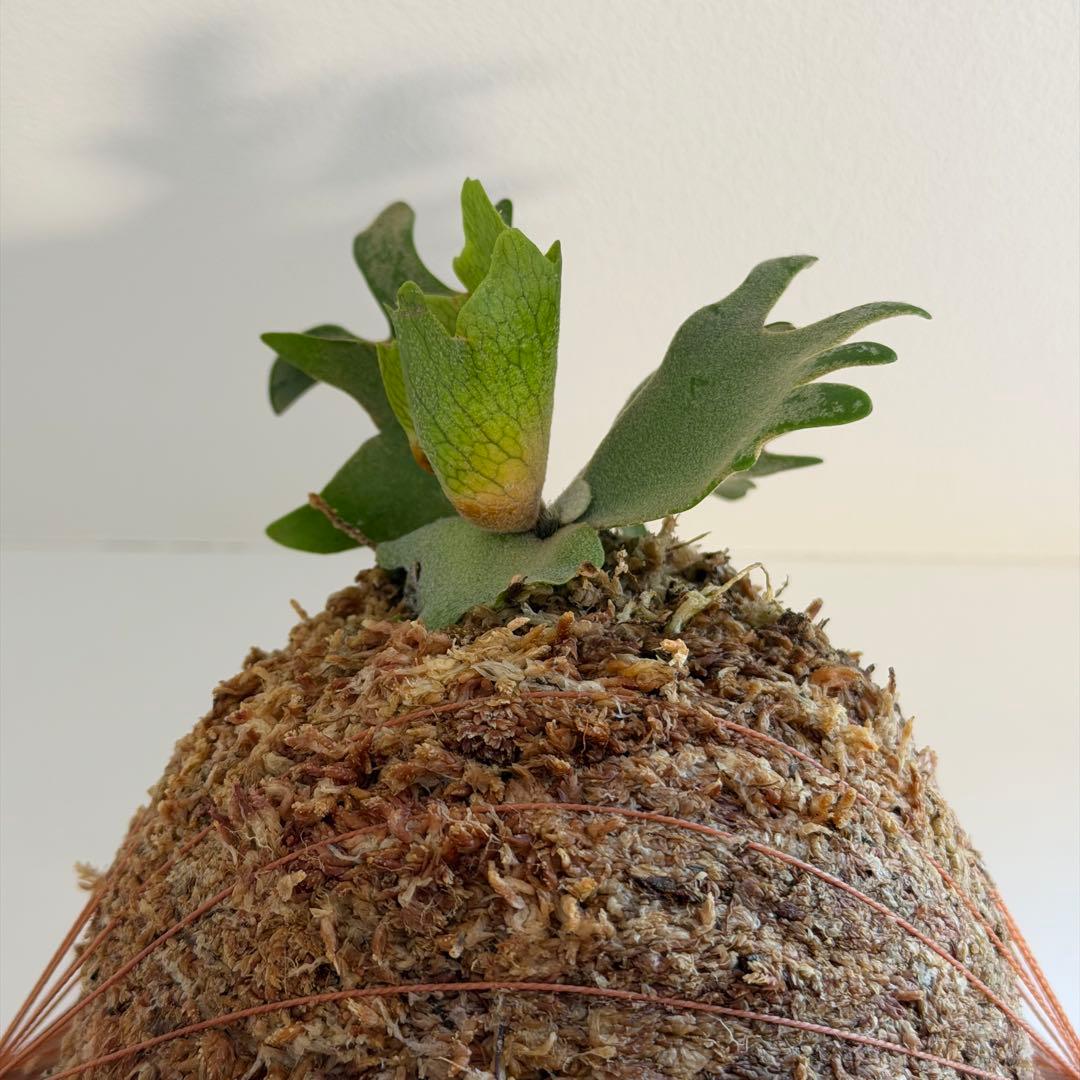 板付 ビカクシダ P. Willinckii Golden Boy - メルカリ