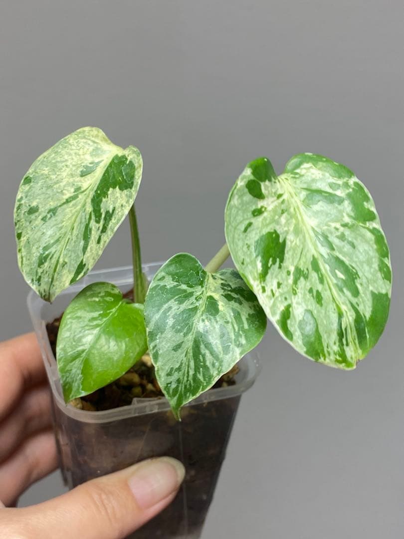 全葉斑入り‼️】モンステラ デリシオーサ バルバソー フシギダネ