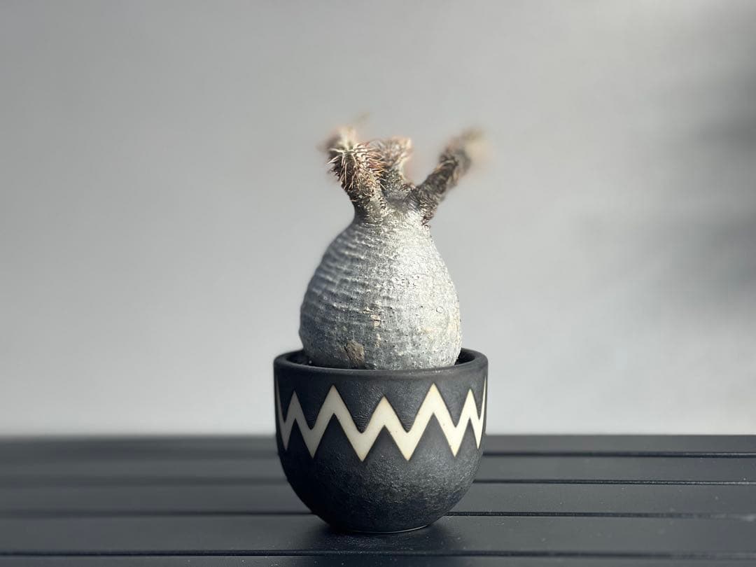 休眠中】パキポディウム・グラキリス 現地球 VALIEM③