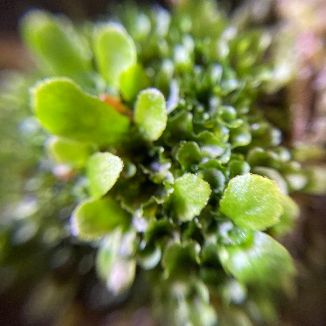 ビカクシダ P.Willinckii OMG 前葉体 胞子体 - メルカリ