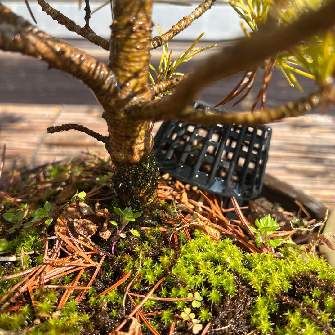 ☆盆栽☆ 赤石五葉松【Z-2】9年物 ☆愛媛県より発送☆ - メルカリ
