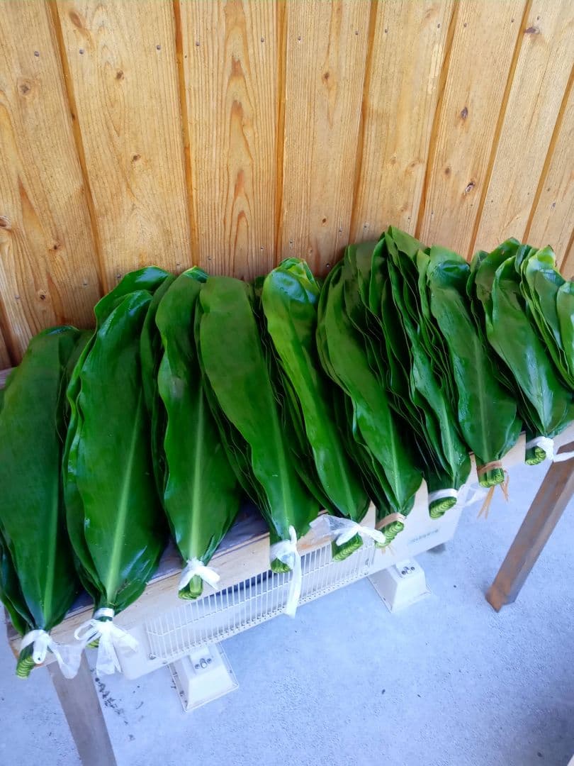 ハワイ産沖縄育ちの