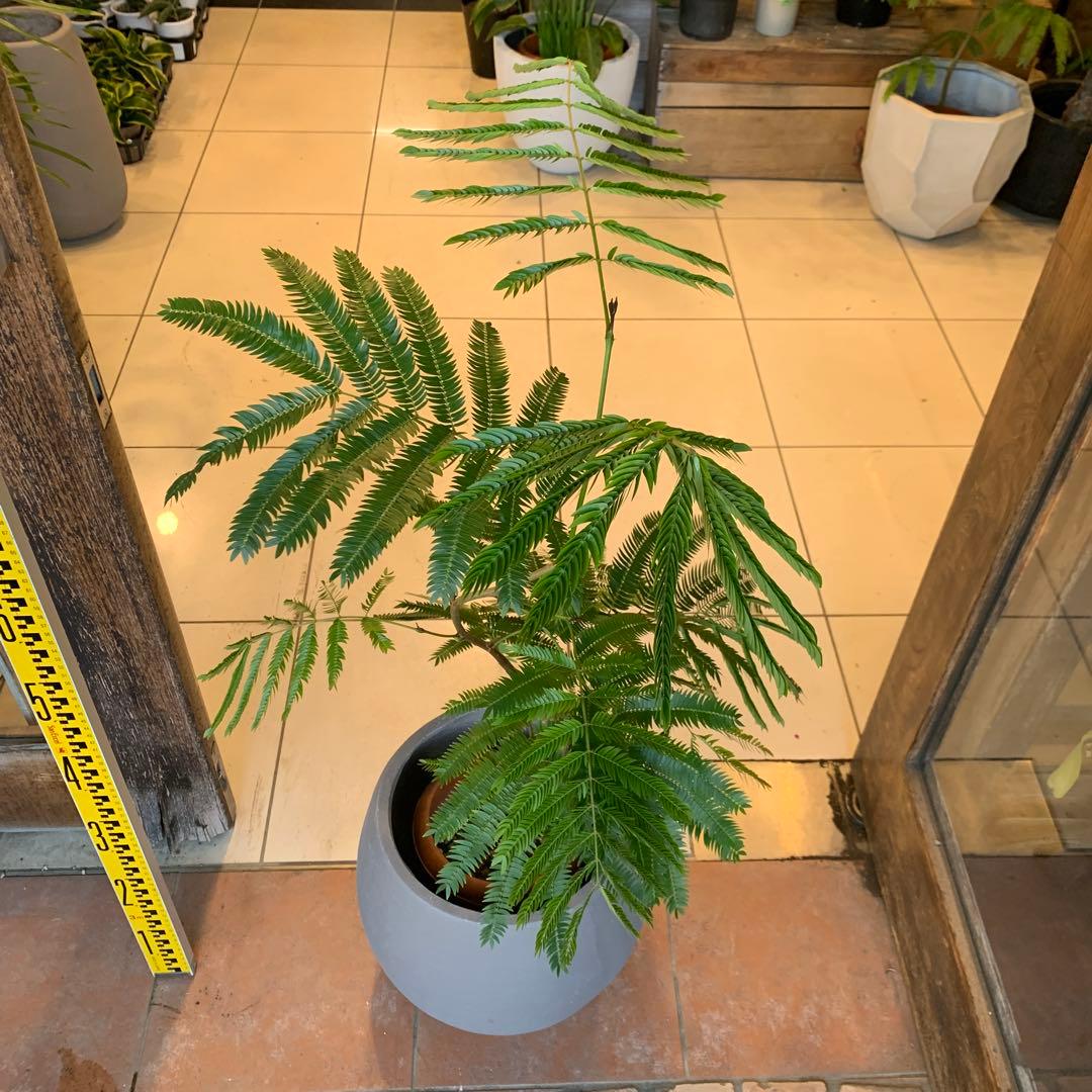 エバーフレッシュ ファイバー鉢 お皿付き - メルカリ