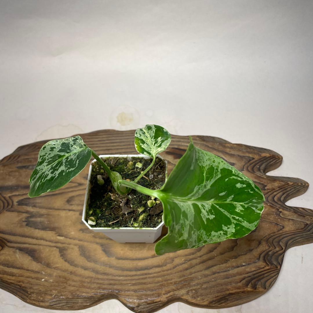 q102品種保証！斑入り保証！Bulbasaurモンステラ バルバソーフシギダネ