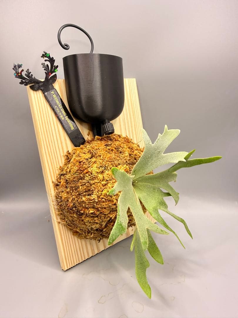 極大サイズ ビカクシダP.willinckii OMG spore - メルカリ