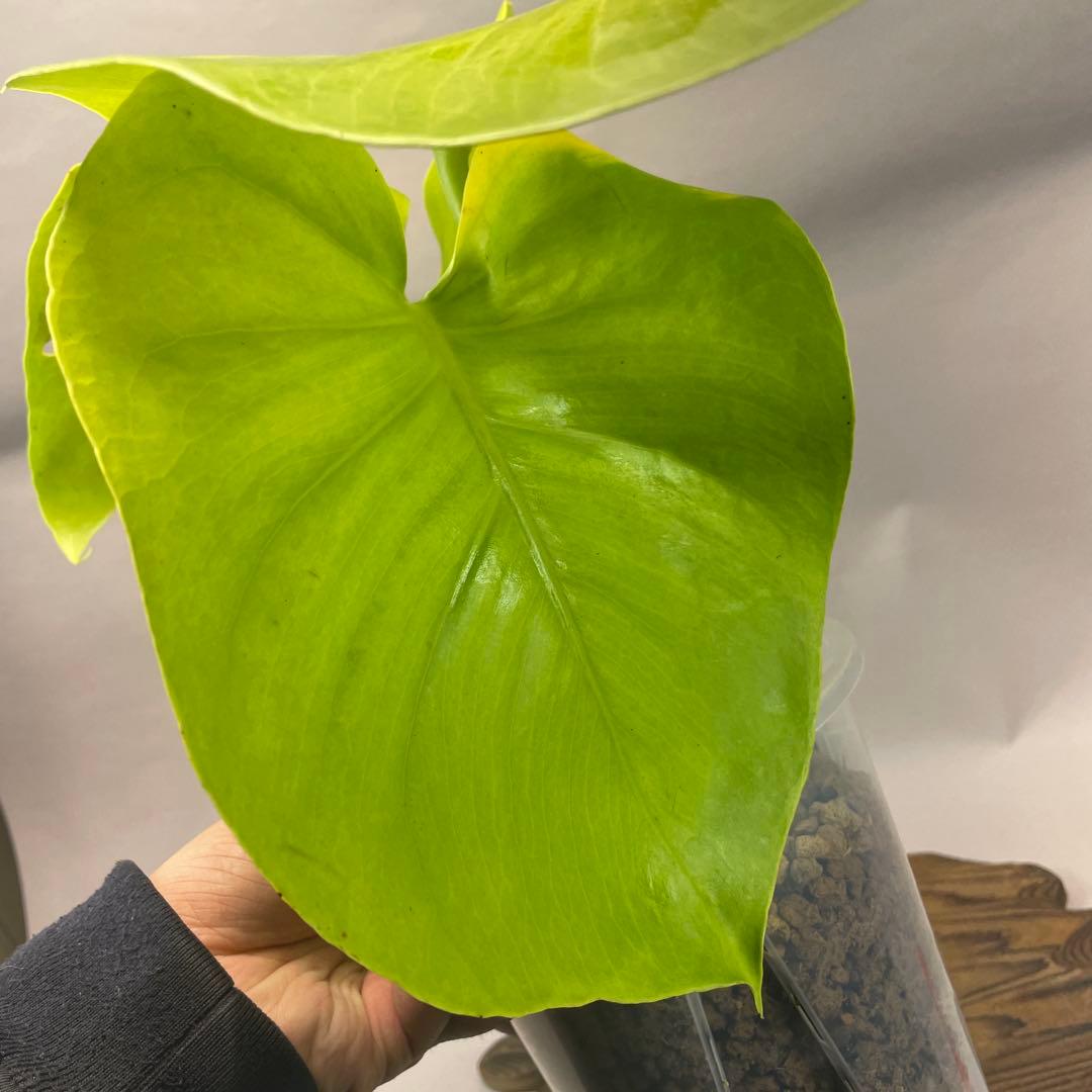 ス*ト様 a06モンステラ デリシオーサ 黄金葉 ゴールドリーフ