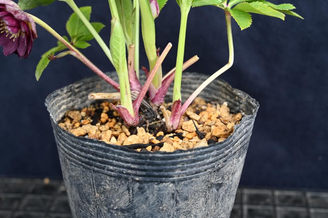 クリスマスローズ 認定レッドイルミリオン - メルカリ