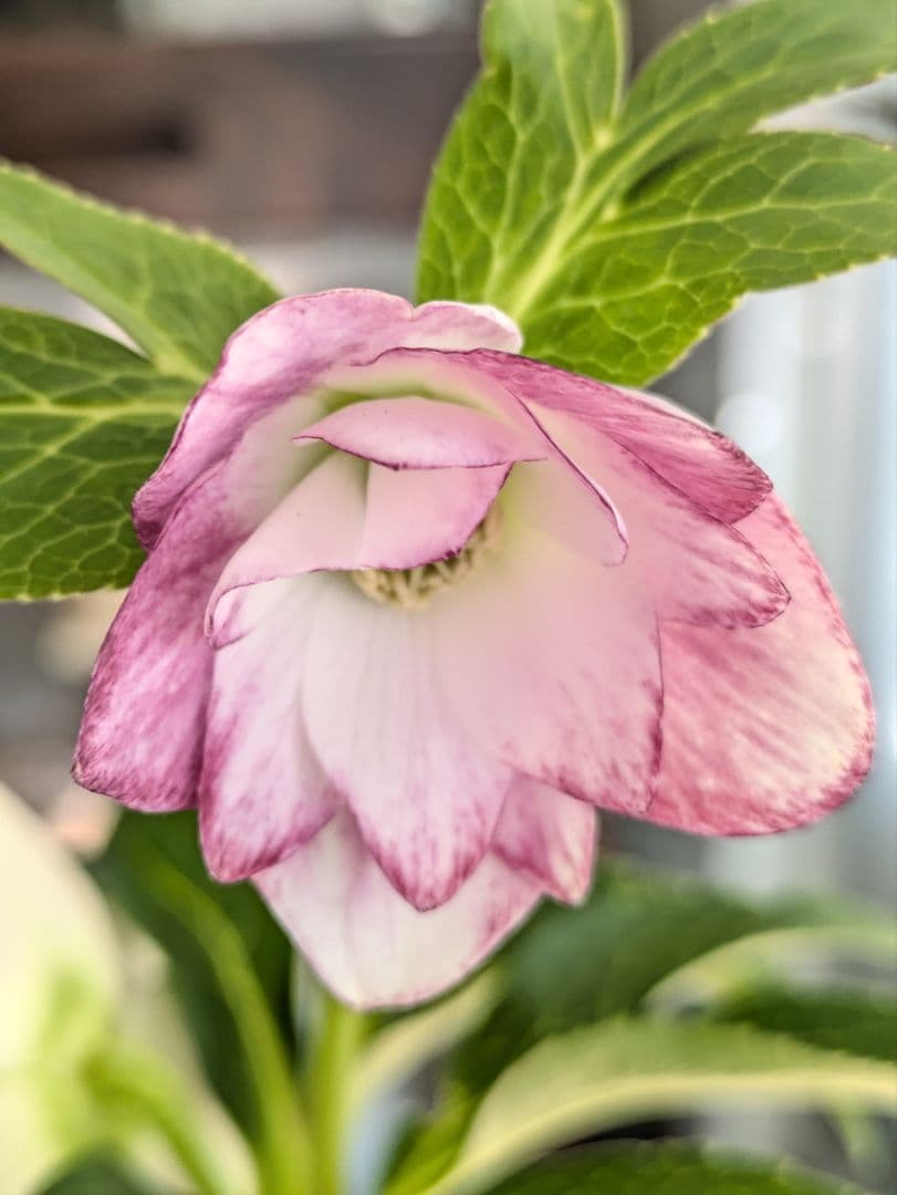 ♡はるかぜ様♡