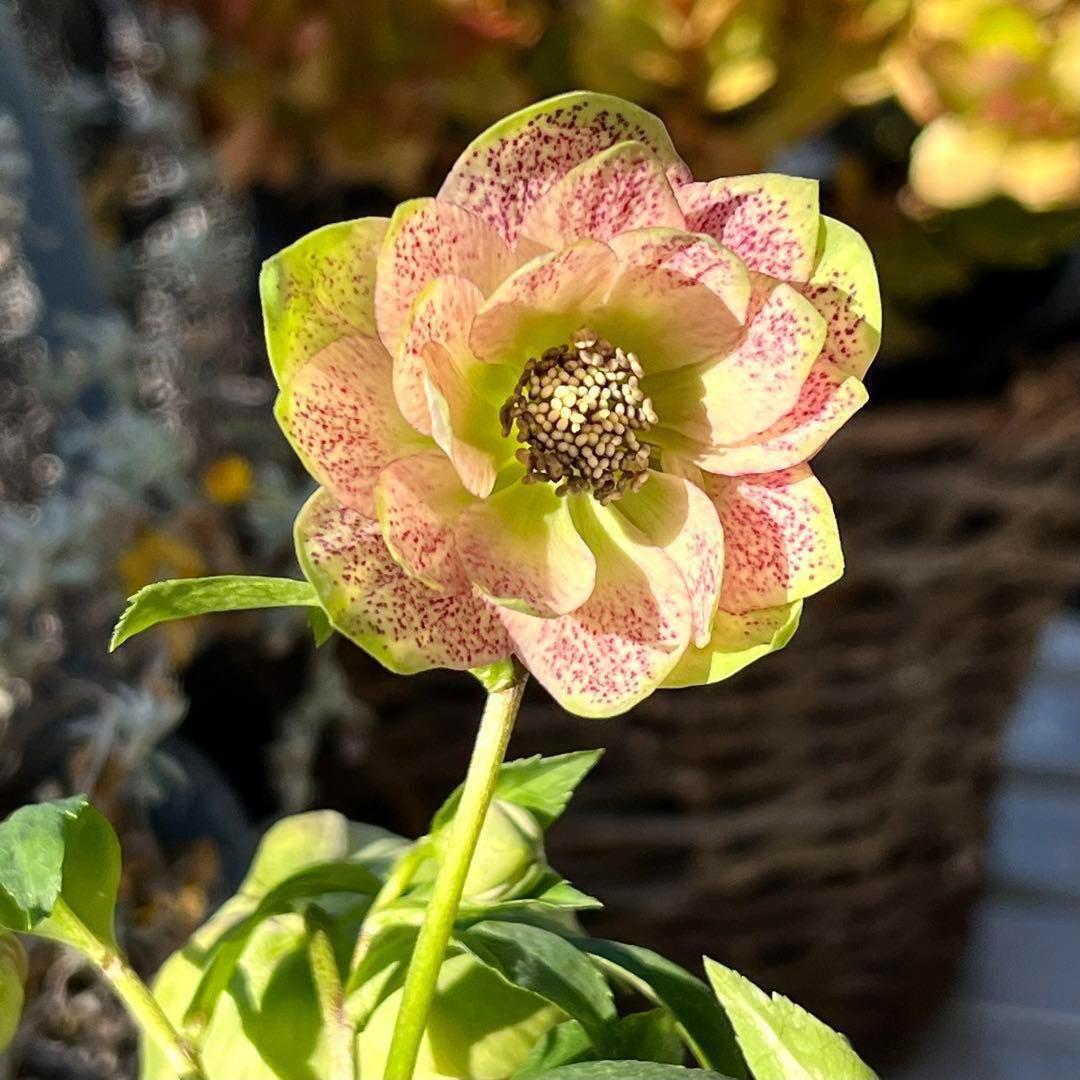 清*子様 ☘️蕾☘️タグ付き☘️根充実❤️沢山新芽元気株❤️666⭐️極上⭐️最