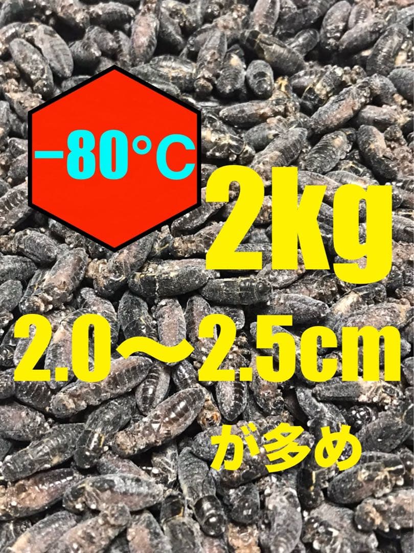 清潔コオロギ　2kg 2.0〜2.5cm多め　冷凍コオロギ 清潔コオロギ2.2kg 冷凍コオロギ MLサイズ クロコオロギ約2kg - メルカリ