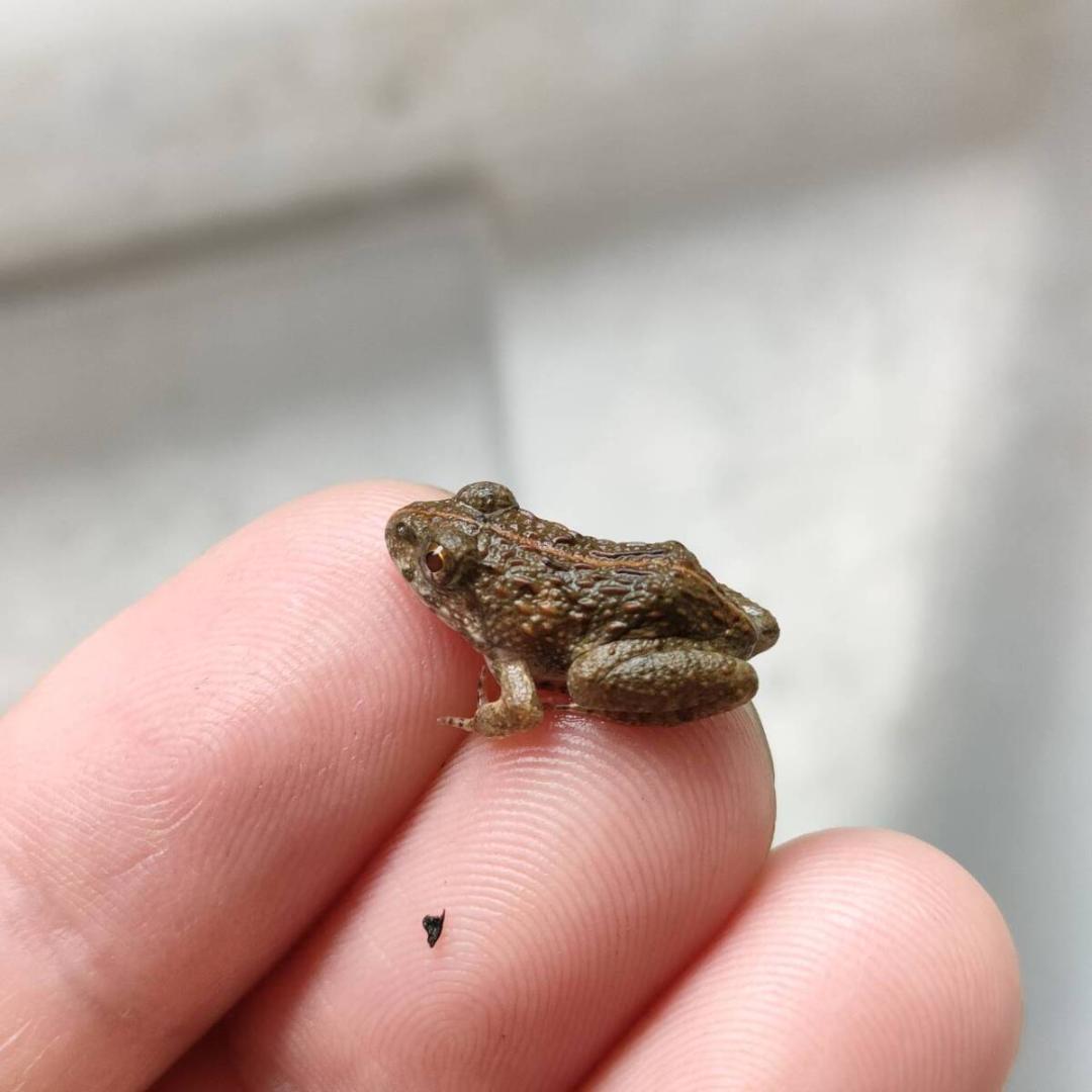 冷凍餌 極小サイズ 10匹 胴長1.5cm以下 ヌマガエル エサ用蛙 ヘビ 蛇