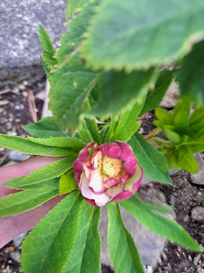 クリスマスローズ ノスタルジア風交配 開花苗 - メルカリ