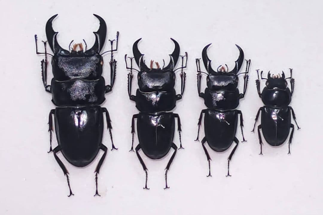 サキシマヒラタクワガタ 標本 WD】《サキシマヒラタクワガタ 与那国島産 52mm ペア》 | KPW公式