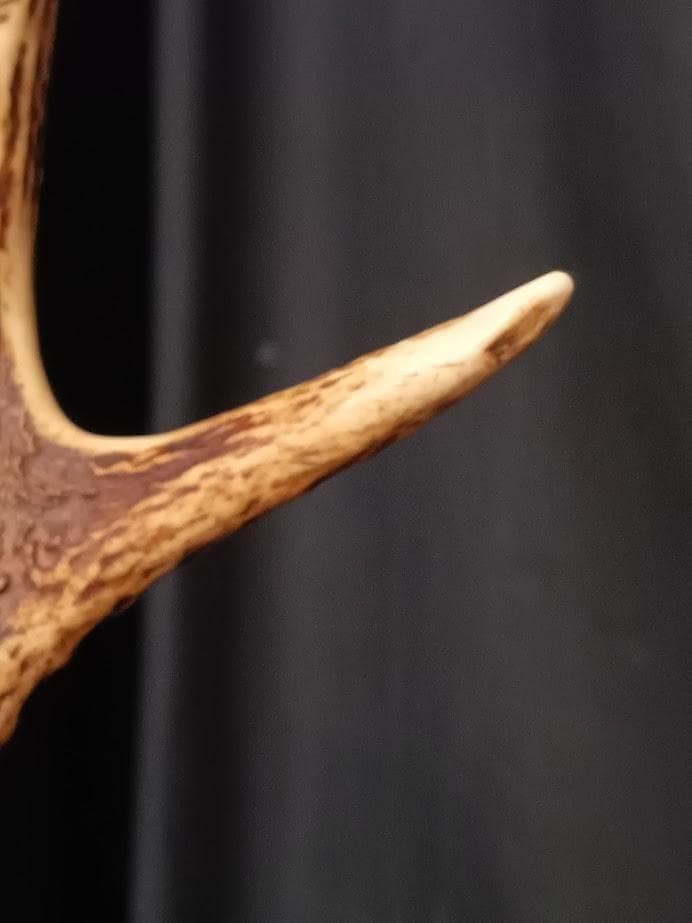 大型 角付頭骨標本】種名ニホンジカ オス 60Kg - メルカリ