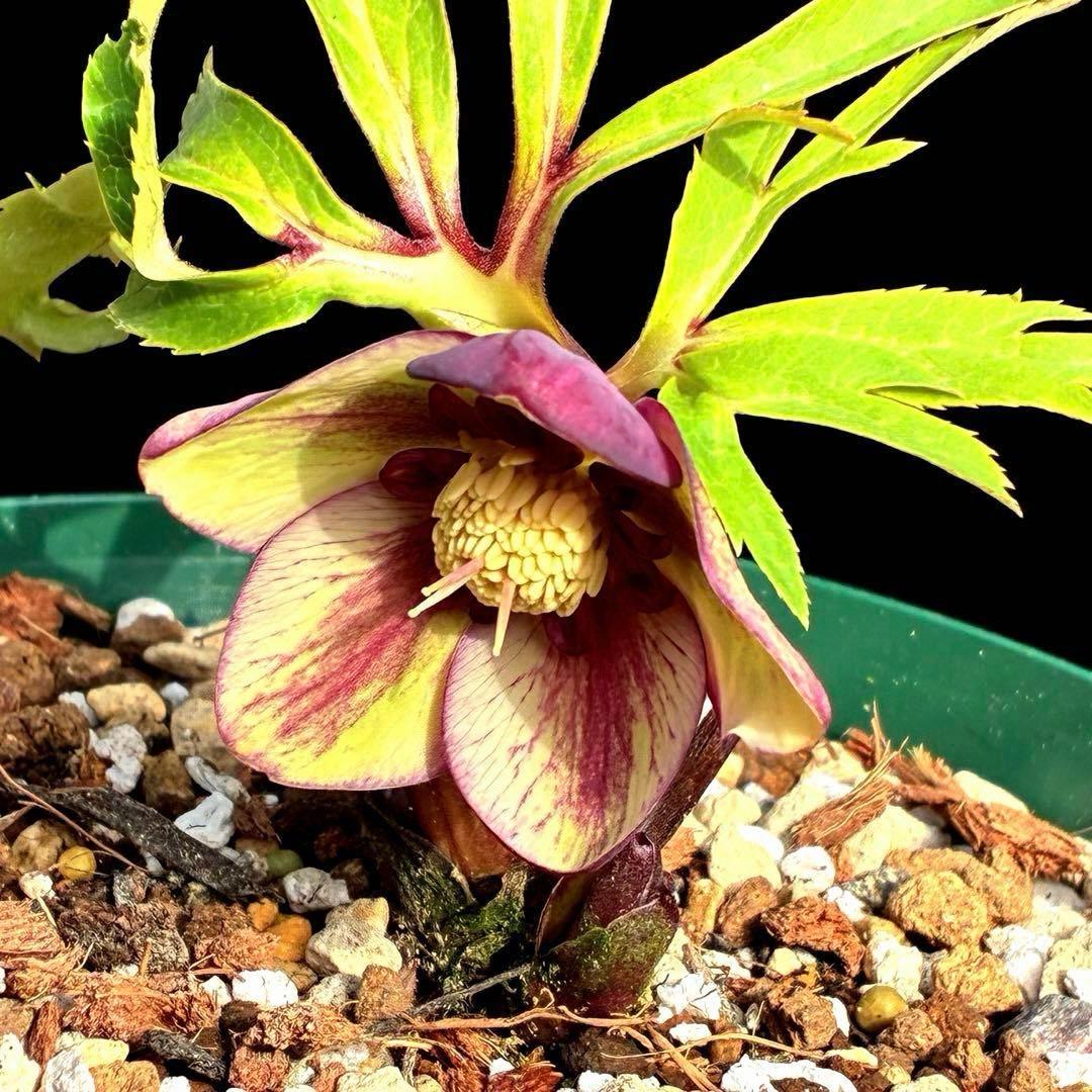 n*1様 3495☘️蕾花タグ付☘️SD⭐️トルカータスボスニアHYB⭐️￼超小