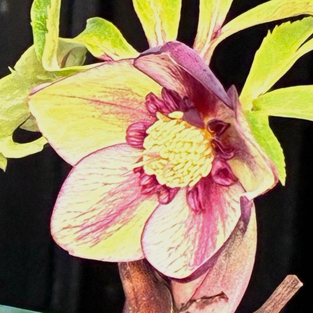 n*1様 3495☘️蕾花タグ付☘️SD⭐️トルカータスボスニアHYB⭐️￼超小