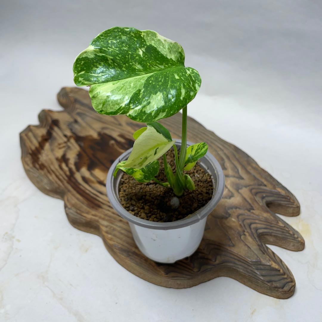 Q119 品種保証 【希少】モンステラ・エレクトロライト 美株 斑入り