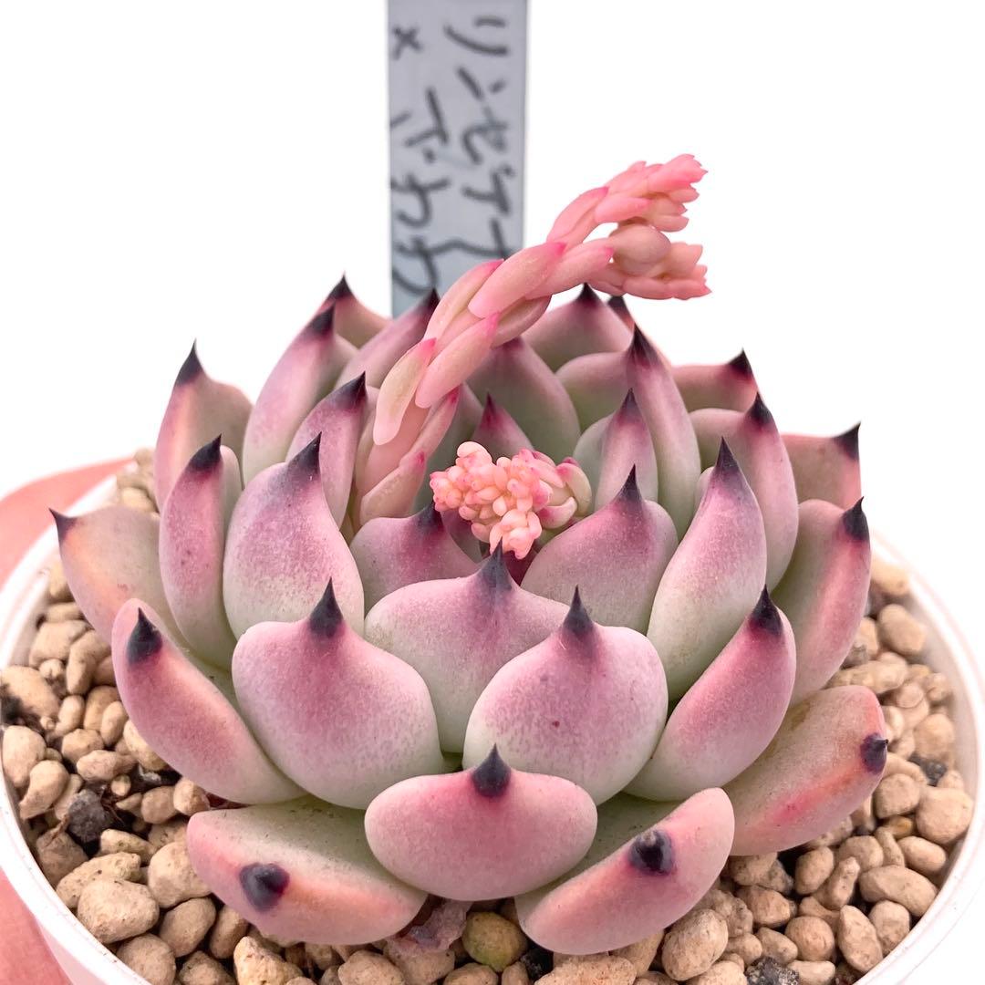 極上苗】青札 リンゼアナ×ざわわ 多肉植物 おらいさん 自家繁殖苗